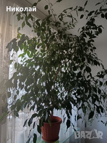 Бенджамин Фикус 150 см., снимка 6 - Градински цветя и растения - 27280596