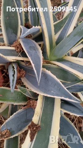 Столетник(Агаве)