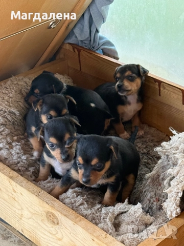 Мъжки и женски Джак Ръсел, снимка 3 - Джак ръсел териер - 52510985