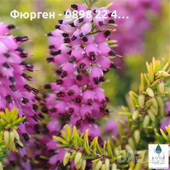 Erica-Ерика, снимка 3 - Разсади - 47427074