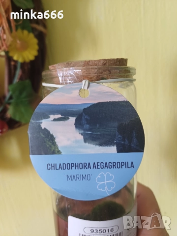 Маримо , снимка 4 - Стайни растения - 52167078