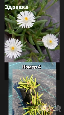 Делосперма 7 цвята , снимка 4 - Градински цветя и растения - 44407392