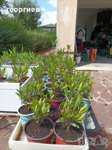 Олеандър/Зокум/Лян/Nerium Oleander, снимка 3 - Градински цветя и растения - 41400632