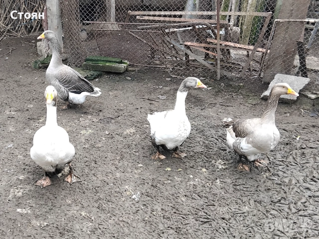 Продавам 3 гъски и 1 гъсок, снимка 2 - Патици и гъски - 52864315
