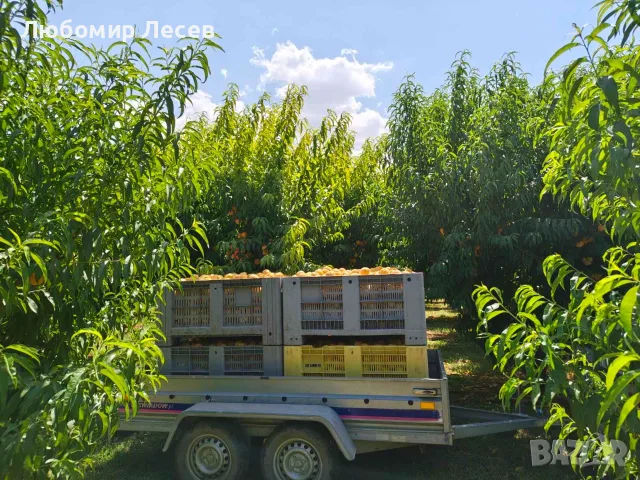 Овощна градина-праскови, снимка 12 - Земеделска земя - 55752653
