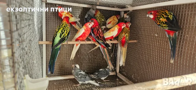 Продавам Розели-(Пенанти) , снимка 13 - Папагали - 56140623