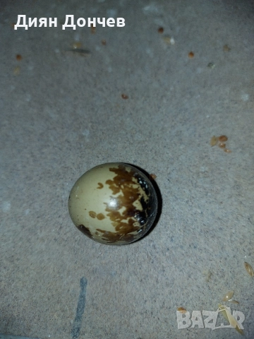 продавам пъдпъдъци и яйца , снимка 4 - други­ - 52617013