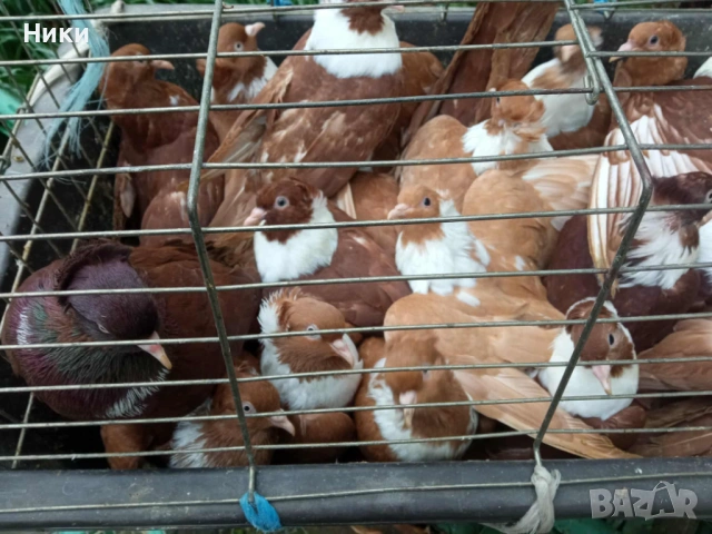 Гълъби Чирпански , снимка 2 - Гълъби - 53066216