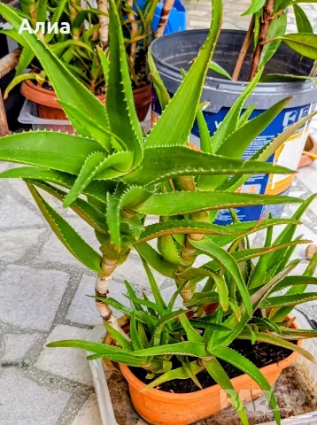 Многогодишен зелен храст Euonymus japonicus, снимка 7 - Градински цветя и растения - 41324609