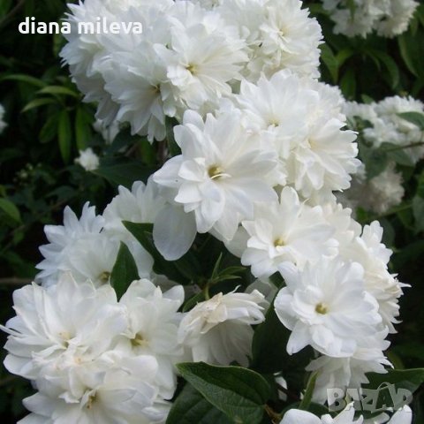 Филаделфус или още Булченски венец, Philadelphus Minnesota Snowflake, снимка 4 - Градински цветя и растения - 40394475