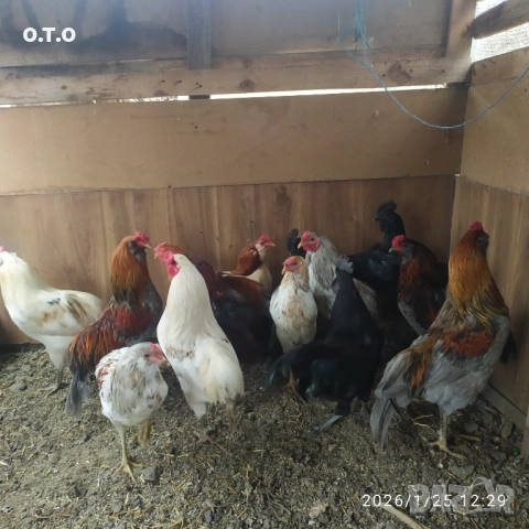 Петли Аракуана, стават и за клане.От 2 до 3кг, снимка 2 - Кокошки и пуйки - 53220295