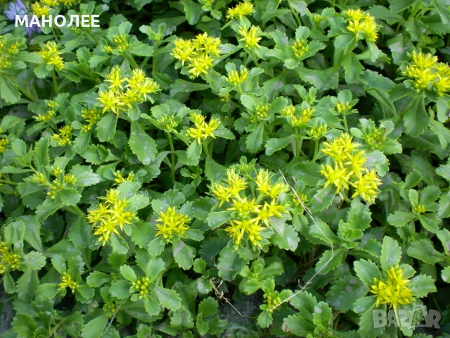 🌞🎁👌Камчатски седум🪷🌼🪷✨, снимка 2 - Градински цветя и растения - 53442832