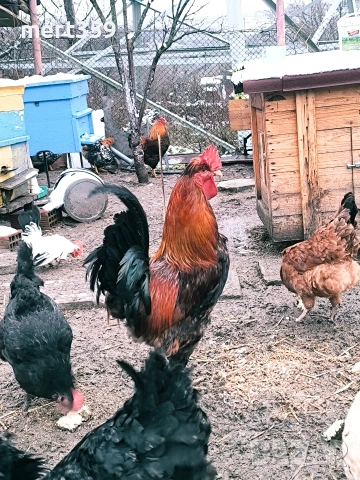 петели 🐓, снимка 3 - Кокошки и пуйки - 52231412