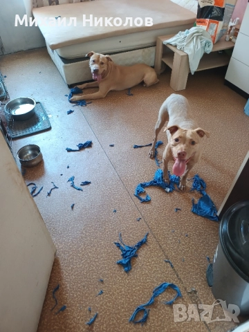 мъжки питбул за разплод, безплатно , снимка 3 - Питбул - 51800293