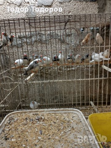 Продавам зеброви и японски амадини, снимка 3 - Амадини - 35674028