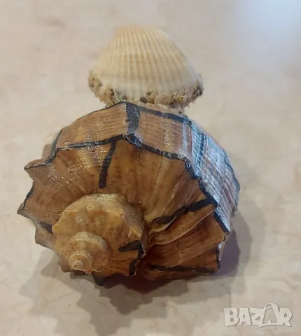Ръчно направен Сувенир от Соц-А Костенурка от Рапан и Миди, снимка 4 - Антикварни и старинни предмети - 48689886