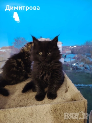 Мейн Кун, чистокръвни котета , снимка 3 - Мейн кун - 53787264