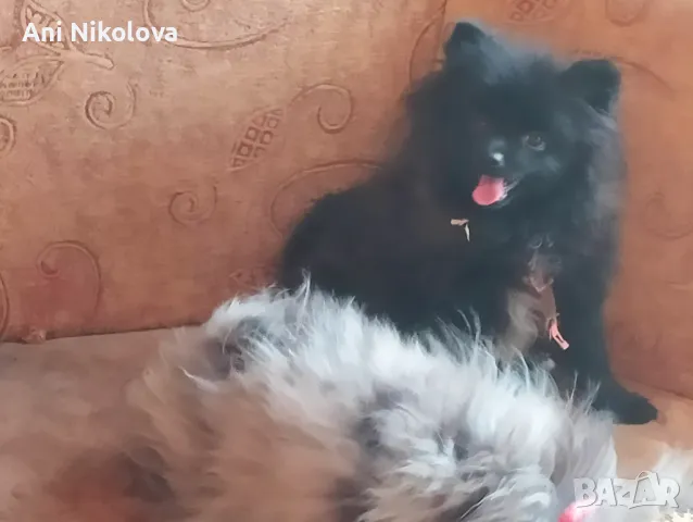 Мини померан женски, снимка 15 - Померан - 50411468