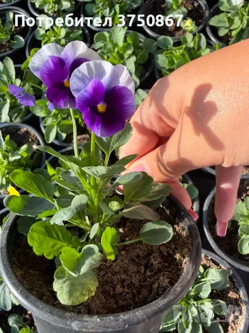 ❤️🌿🌸 Мини теменужки микс (Viola Superba Mini), снимка 4 - Градински цветя и растения - 56120428