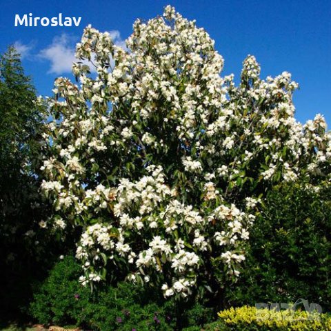 Магнолия Грандифлора (Вечнозелена), снимка 4 - Градински цветя и растения - 41378647