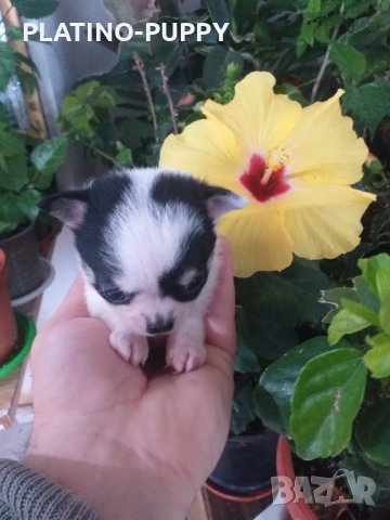 Момиченце мини чихи, снимка 5 - Чихуахуа - 38863767