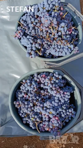 Продавам грозде Мерло и Каберне