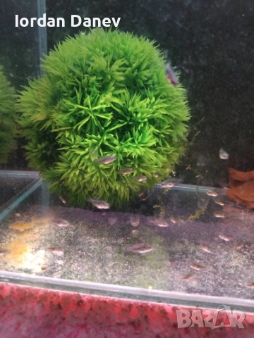 Продавам рибки , снимка 8 - Рибки - 47412039