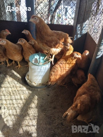 Пилета Ню Хемпшир и Кохин., снимка 7 - Кокошки и пуйки - 53394021