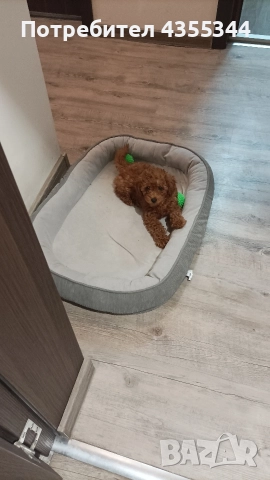 Мини пудел , снимка 2 - Пудели - 52718487