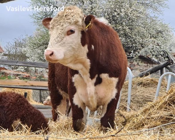 Елитни бикове Херефорд , снимка 2 - Крави - 52813805