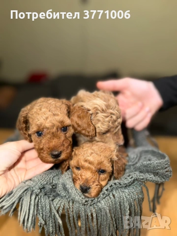 Пудел той, снимка 5 - Пудели - 53498812