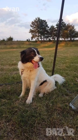 Каракачанки малки, снимка 8 - Каракачанска овчарка - 52534631