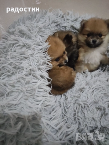 Померанчета мини, снимка 3 - Померан - 52708905