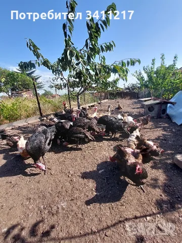 продавам пуйки,патици,кокошки, снимка 6 - Кокошки и пуйки - 55876687