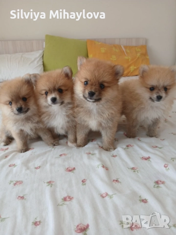 Померани, снимка 1