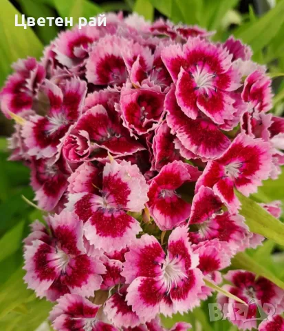 Топ карамфил зимоустойчив и многогодишен , снимка 9 - Градински цветя и растения - 48840324