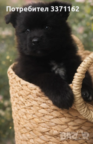  Померан шпиц, снимка 4 - Померан - 53540255