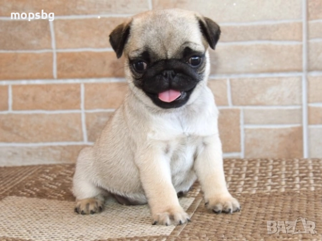 Истински бебета Мопс чистокръвни с родословие, снимка 18 - Мопс - 789749
