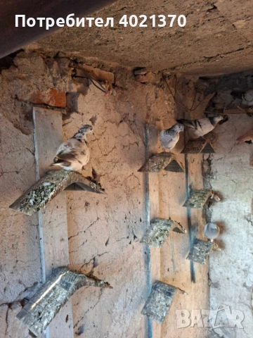 Типлери и мардини, снимка 2 - Гълъби - 53150062