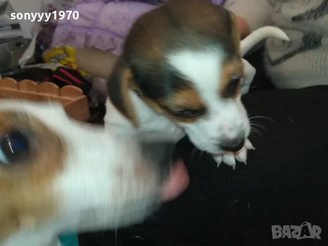 ДЖАК РЪСЕЛ-БЕБЕТА-250ЛВ ЗА ЕДНО 0602251556, снимка 15 - Джак ръсел териер - 48994447