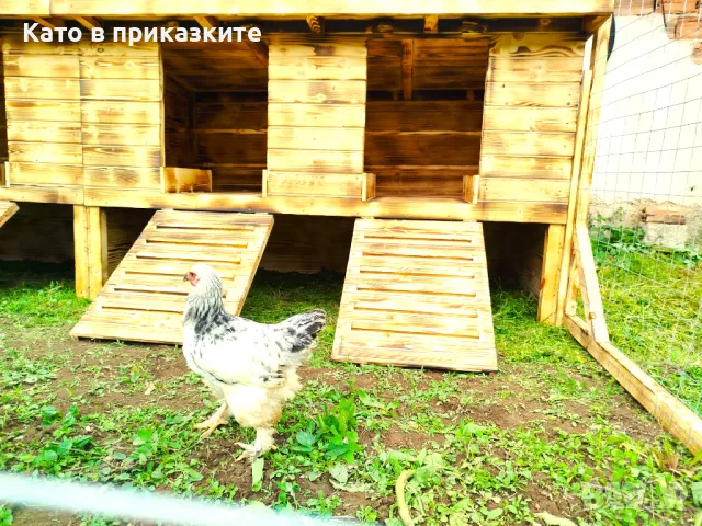 Кокошарник, Дървена клетка за пилета