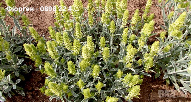 Мурсалски чай  , снимка 7 - Разсади - 40040456