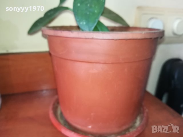 ЦВЕТЕ В САКСИЯ-ДЪРВОТО НА ПАРИТЕ 1802241018, снимка 6 - Стайни растения - 44349238