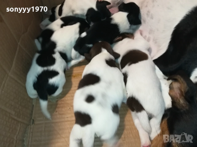 ДЖАК-СЛАДКИ БЕБЕТА 2508250707, снимка 8 - Джак ръсел териер - 51479040