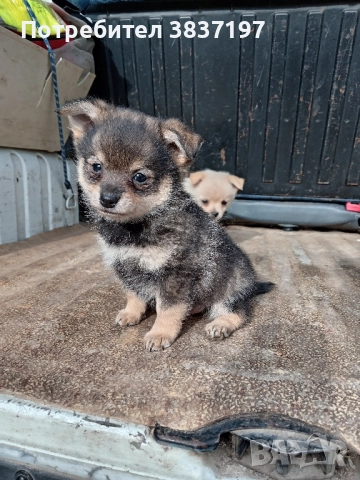 мъжки и женски кученца, снимка 7 - Померан - 52864204