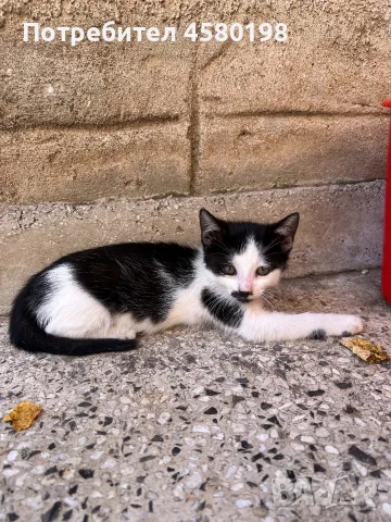 Подарявам пет малки котенца!, снимка 2 - Други - 56167750