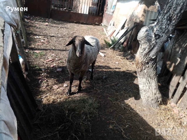 Млад Овен, снимка 2 - Овце - 47963992