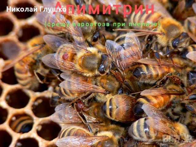 Апимитрин (аналог на Бипин-Т) 1мл със сертификат , снимка 4 - За пчели - 27374634