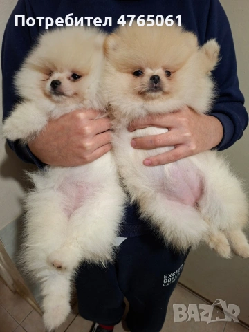 Померан малък шпиц момичета, снимка 6 - Померан - 53839680