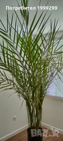 Финикова палма със саксия - 240см.!, снимка 1